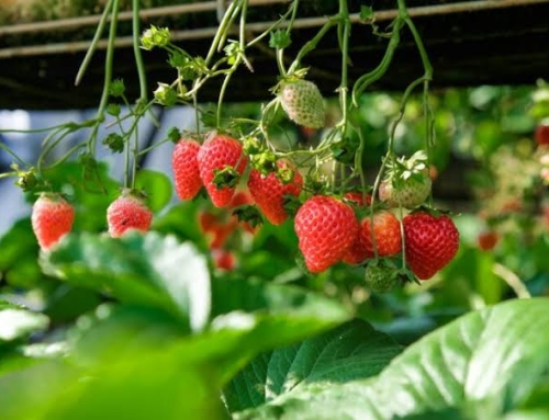 Strawberry Anti-dumping Decision Could Have Dire Consequences for Both Consumers and Agriculture